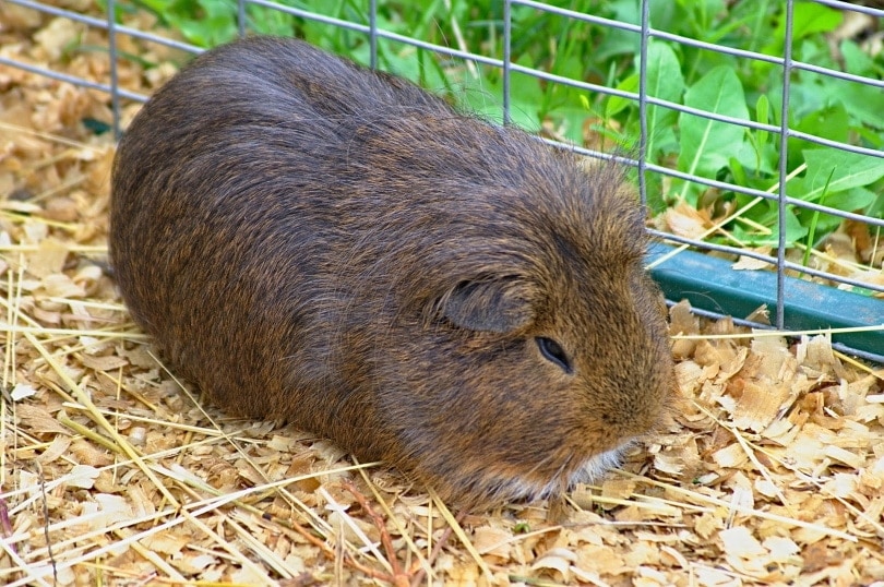 guinea pig in cage