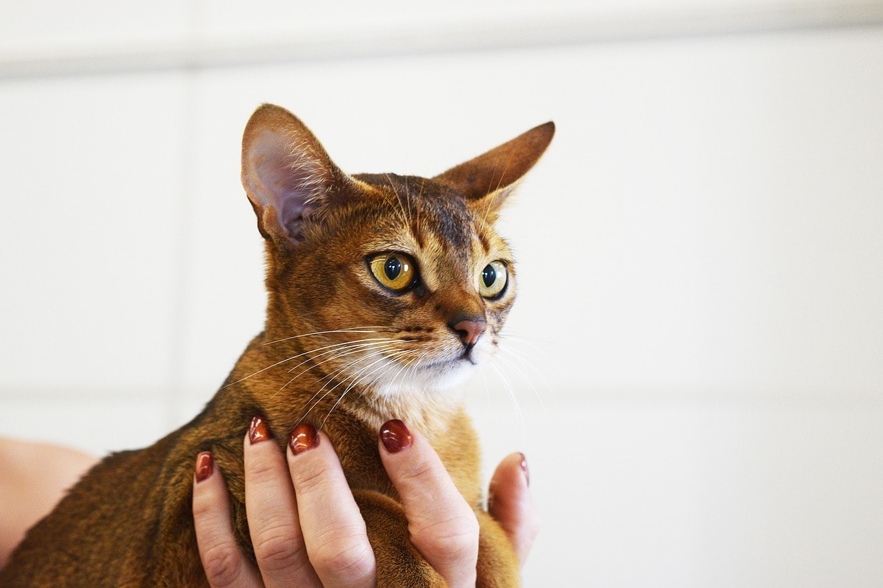 hand holding abyssinian cat