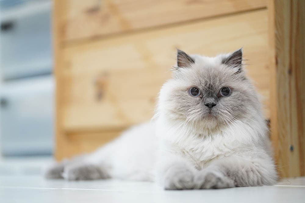 Himalayan cat beside a cabinet