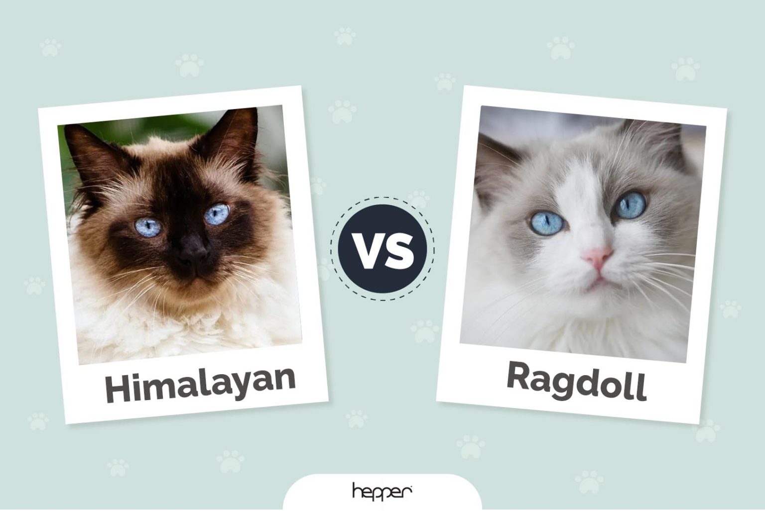 Himalayan vs. Ragdoll Cat Main Differences (With Pictures) Hepper
