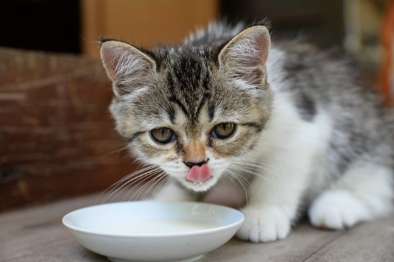 kitten drinking milk