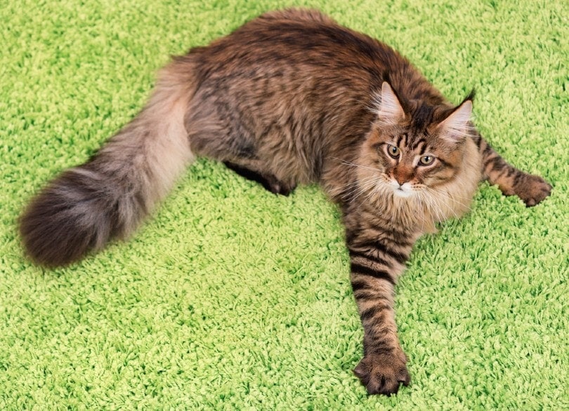 mad cat on top of carpet