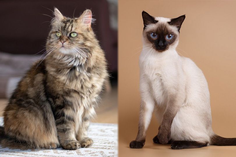 maine coon and siamese cat side by side