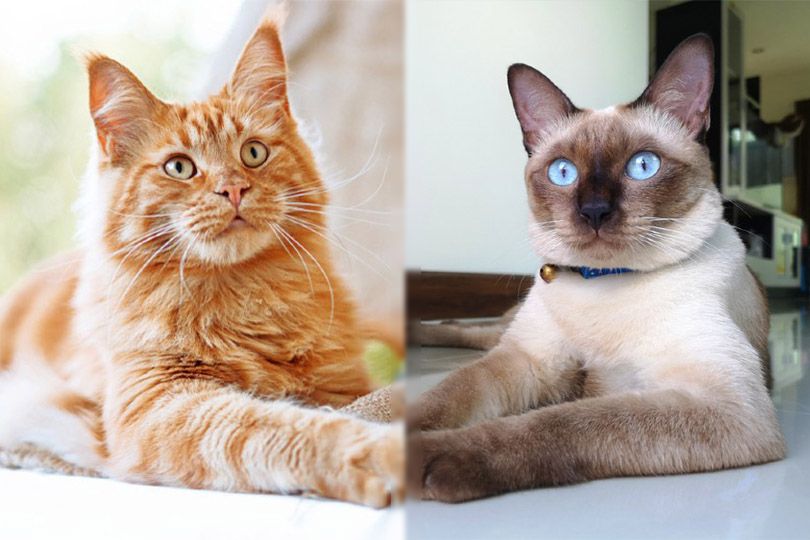 maine coon and siamese cats close up