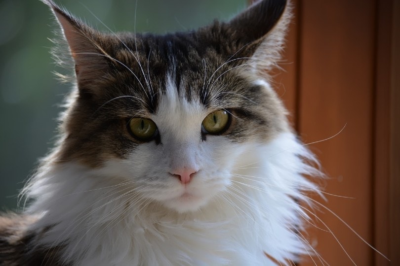 maine coon cat face