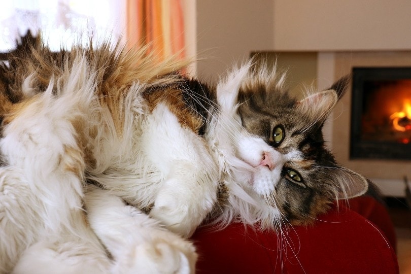 maine coon cat lying on the couch