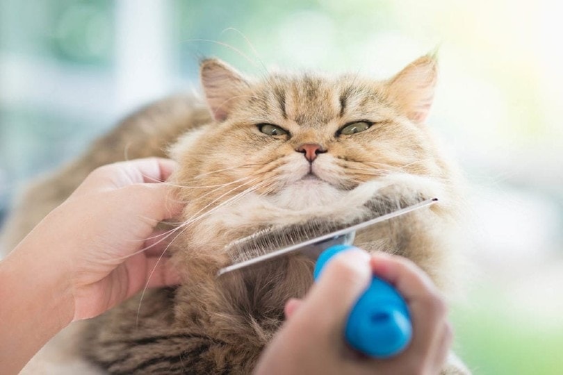 man brushing cat fur