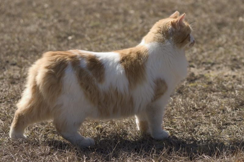 manx cat