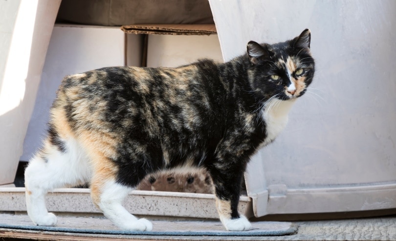 How Much Does a Manx Cat Cost? (2021 Price Guide) Hepper