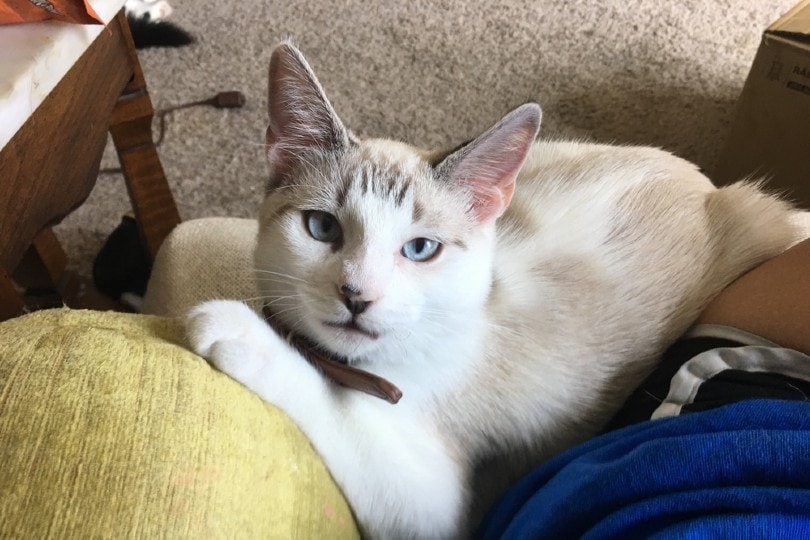 mixed Siamese cat looking up