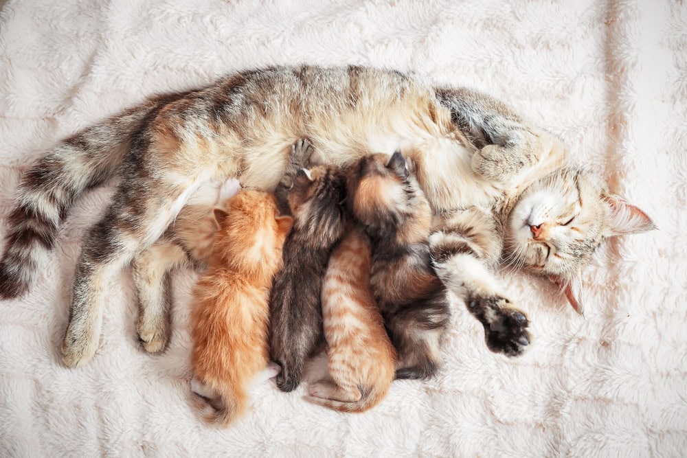 mother cat nursing her babies kittens