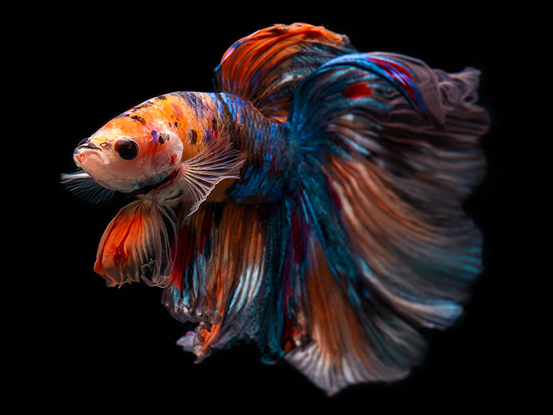 multicolor giant halfmoon betta on black background