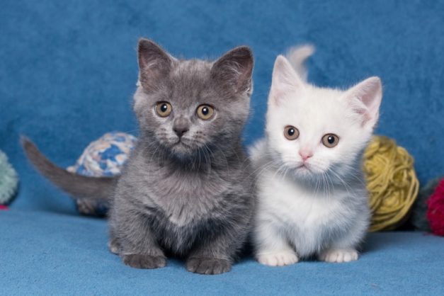  Cu nto Cuesta Un Gato Munchkin Gu a De Precios 2023 Hepper