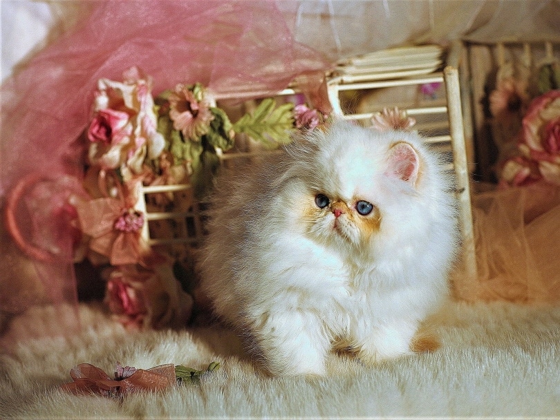Munchkin persian sales cat for sale