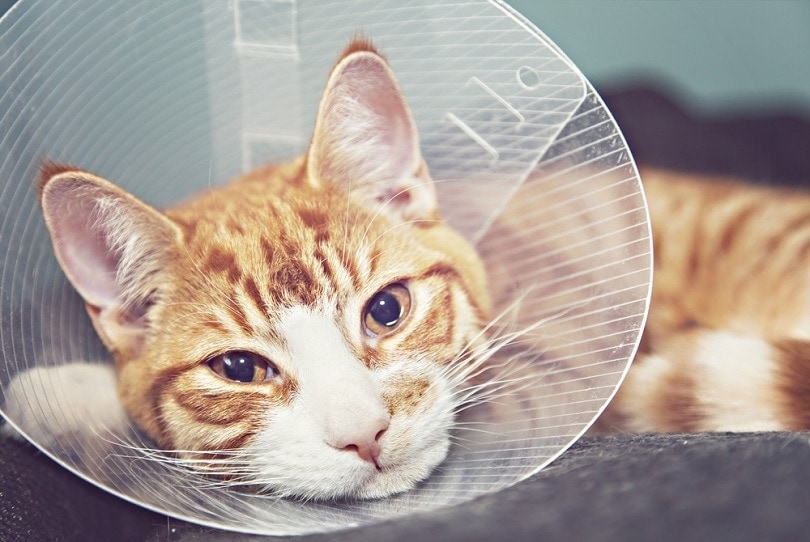 orange cat with veterinary cone