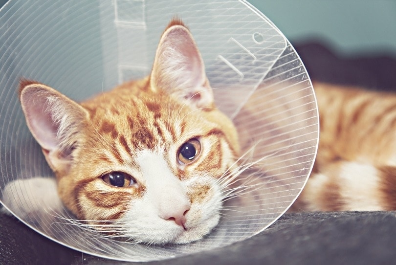 best cones for cats