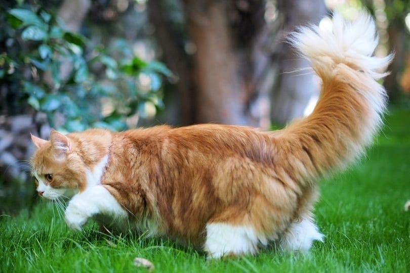 orange long haired doll face traditional persian cat