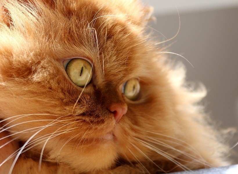orange persian cat face