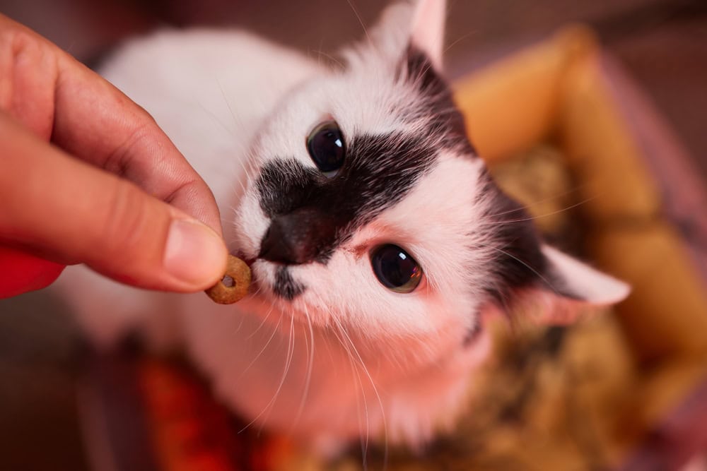 owner feeding cat with food granules