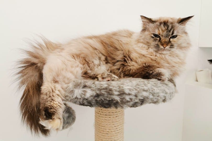 ragdoll cat lying on a cat tree