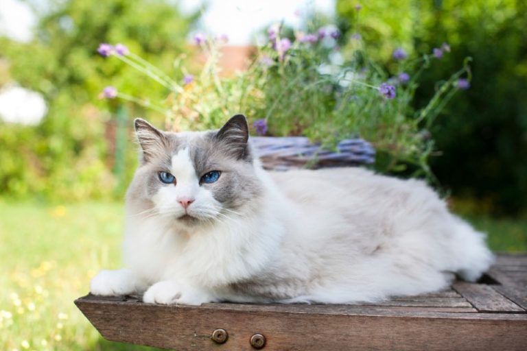 How Much Does a Ragdoll Cat Cost? (2022 Price Guide) | Hepper