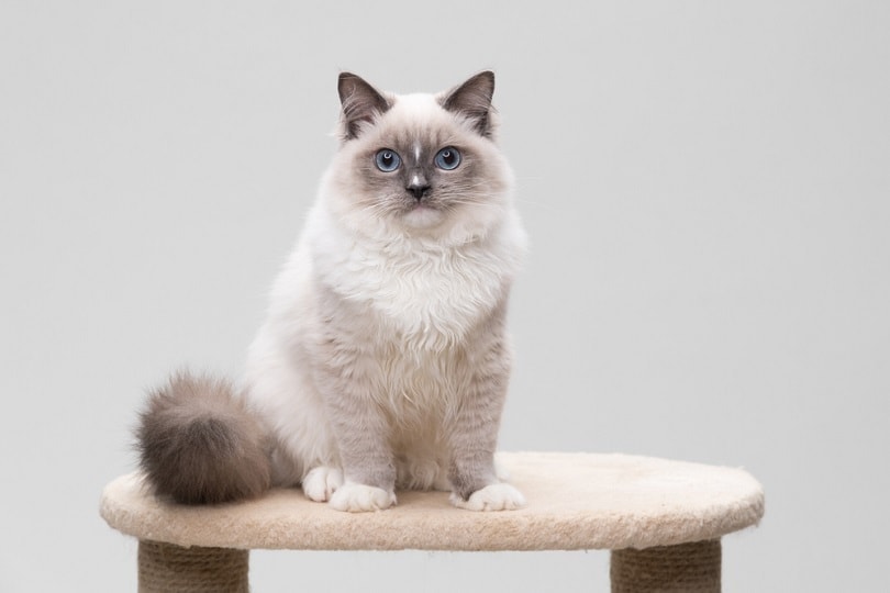 ragdoll cat sitting on a cat tree