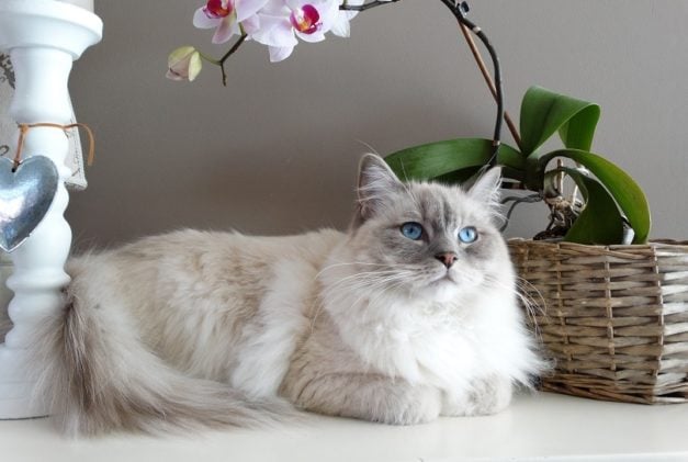 Why Are Ragdoll Cats Expensive