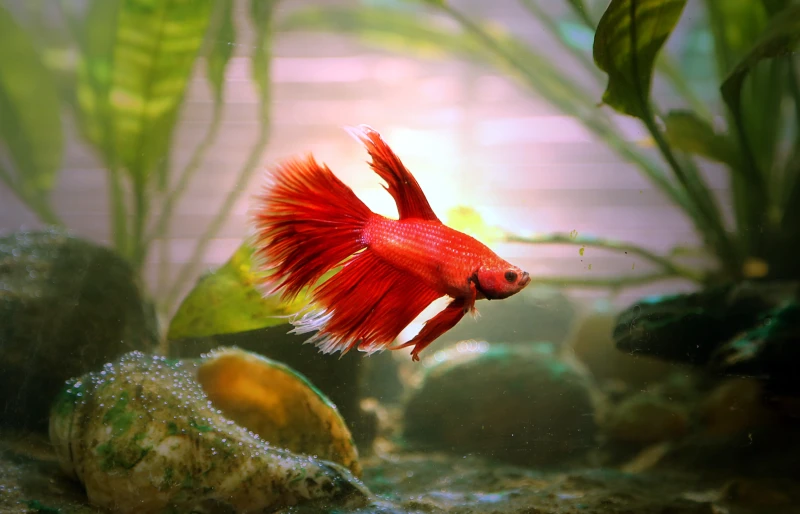 red betta fish swimming in an aquarium with plants