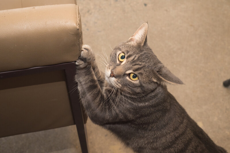 cat scratching furniture