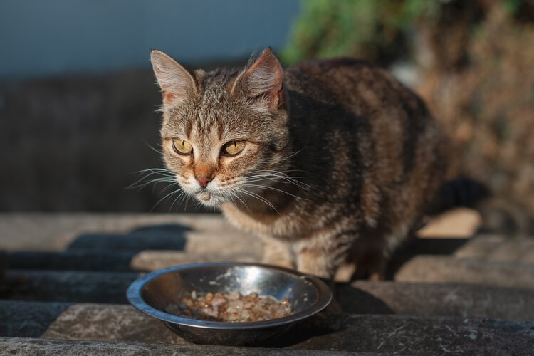 Cat eating homemade food