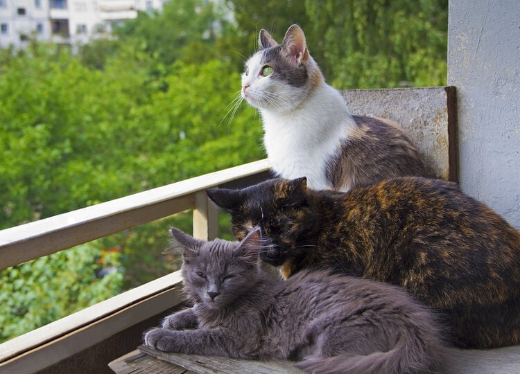 3 different colored cats sitting on balcony