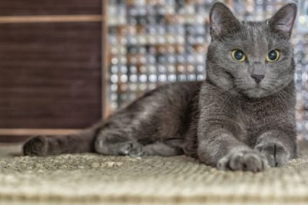 How Much Does a Russian Blue Cat Cost? (2021 Price Guide) | Hepper