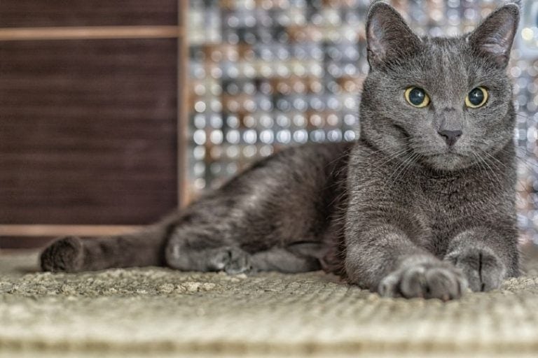 How Much Does a Russian Blue Cat Cost? 2024 Price Guide Hepper