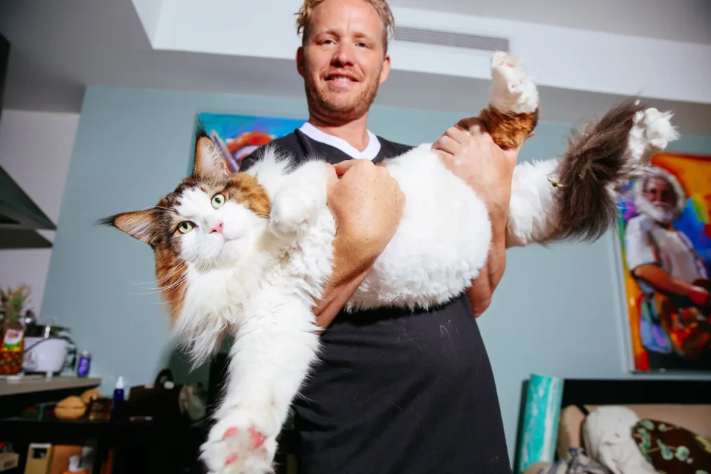 samson the cat