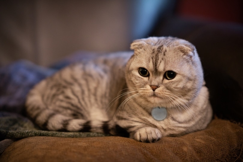 12 Amazing Scottish Fold Cat Facts | Hepper