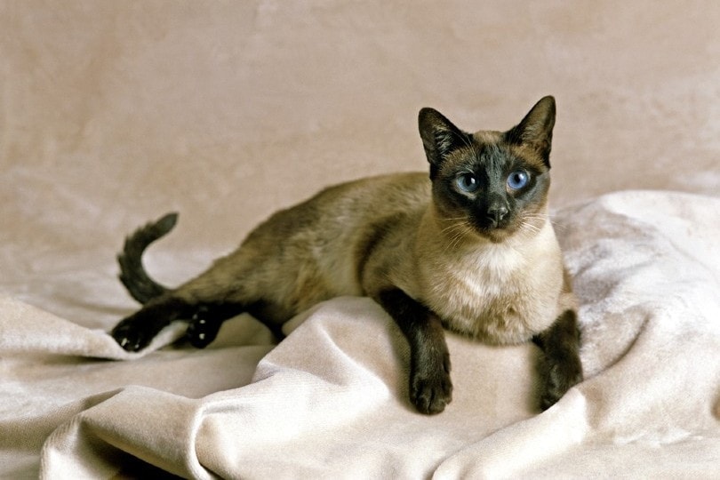 seal point siamese lying on a velvet clothe