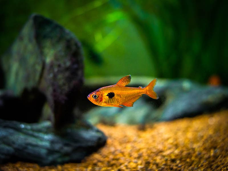 serpae tetra in a tank