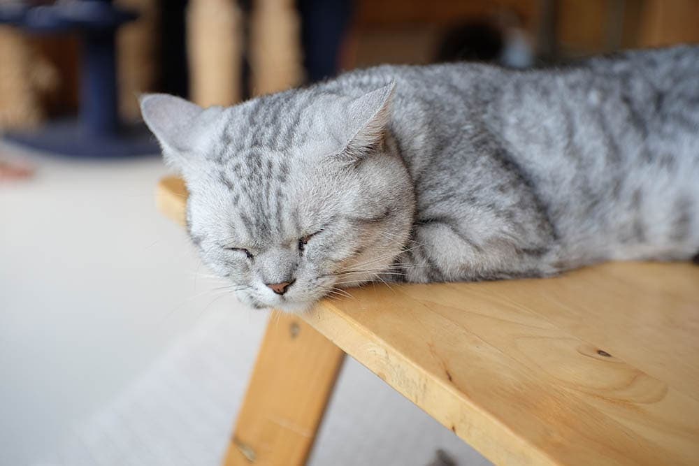 shaded American Shorthair