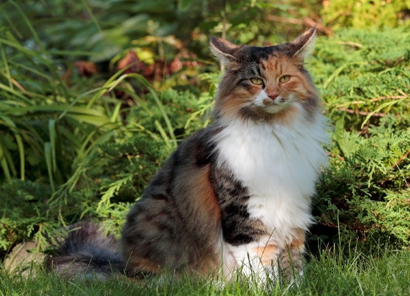 shaded tortoiseshell norwegian forest cat sitting on grass