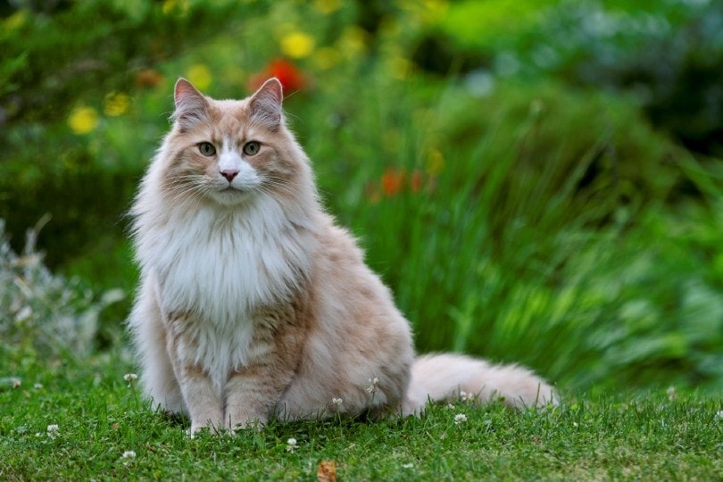 Norwegian Forest Cat Adoption: Norwegian Forest Cat Kittens for