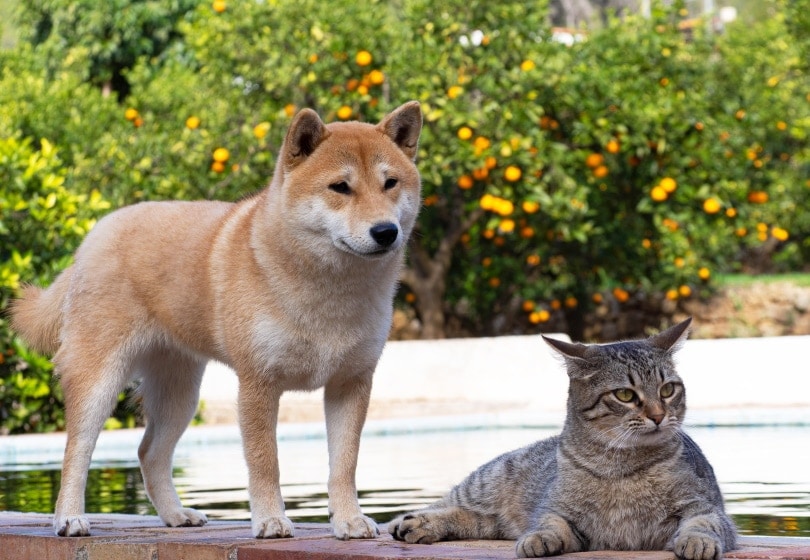 Do Shiba Inus Get Along With Cats Breed Temperament Exposed Hepper
