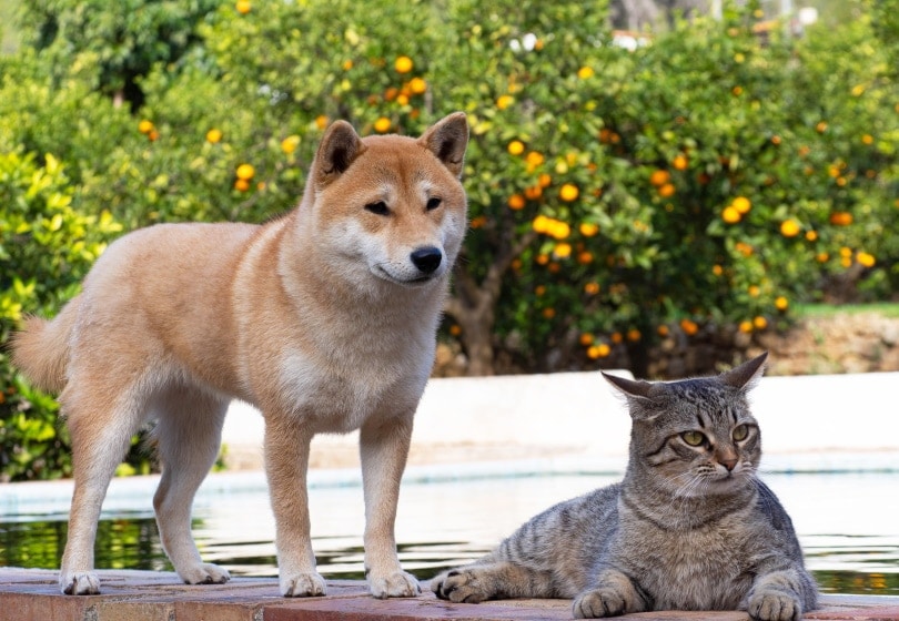 shiba inu and cat