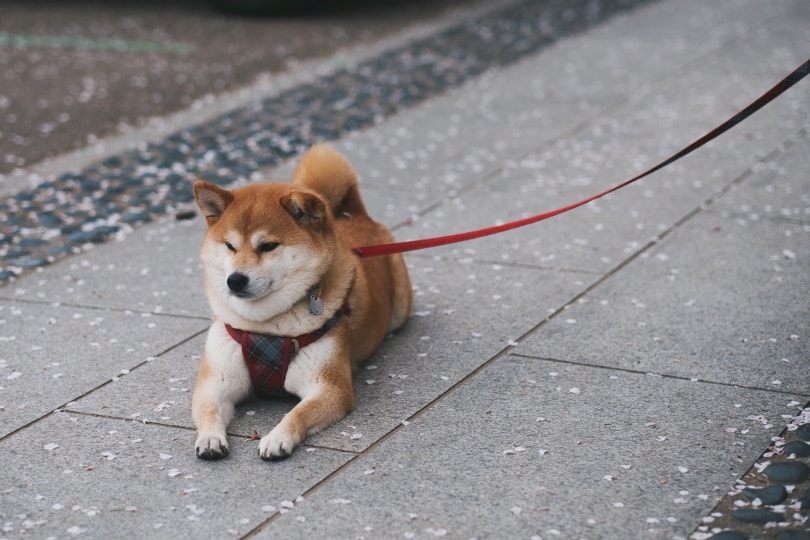 shiba inu dog resting