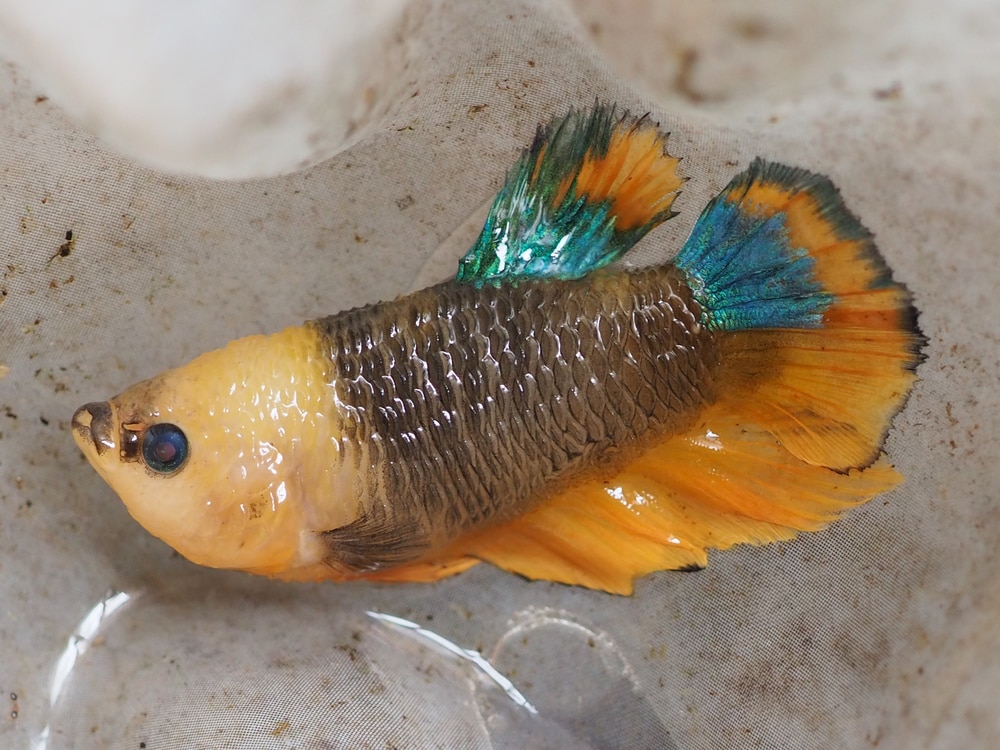 Dropsy in Betta Fish: Vet-Approved Causes, Signs, & Treatments | Hepper