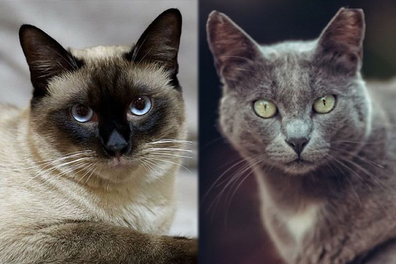 siamese and manx cat