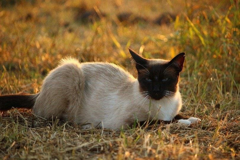 siamese cat lying on grass outdoor