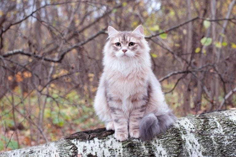 prix chat siberian