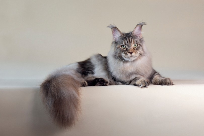 How Much Does A Maine Coon Cat Cost? 2023 Price Guide Hepper