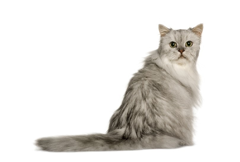 silver persian cat in white background