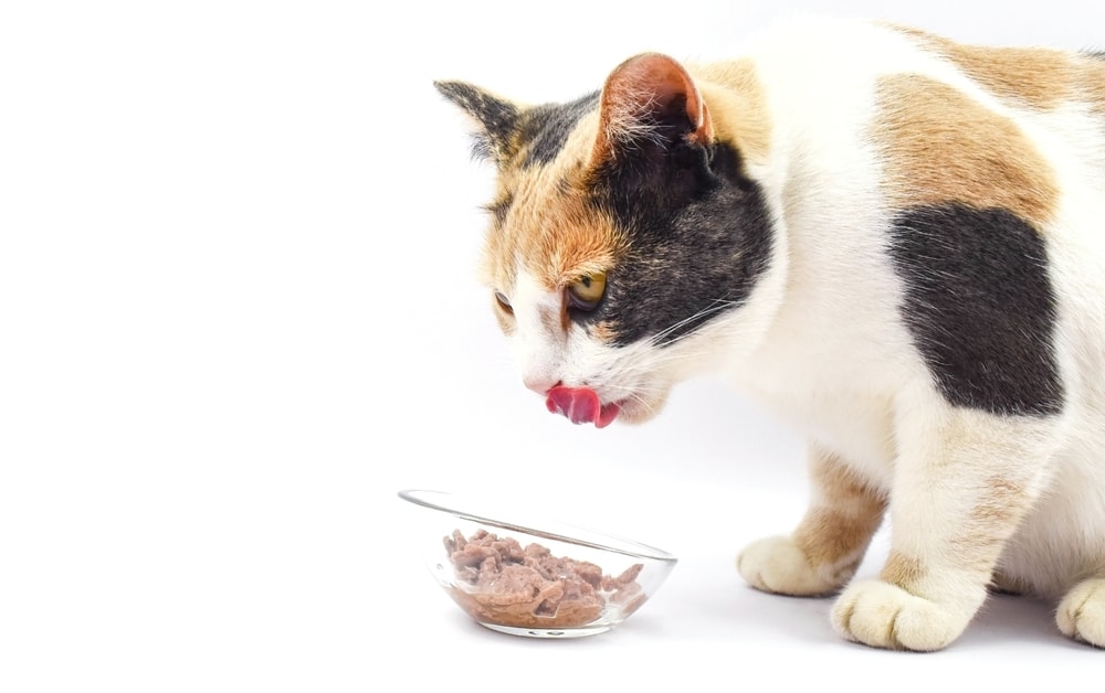 spotted-orange-black-white-cat-eating-fresh-wet-cat-food-from-bowl-licking-lips spotted-orange-black-white-cat-eating-fresh-wet-cat-food-from-bowl-licking-lips